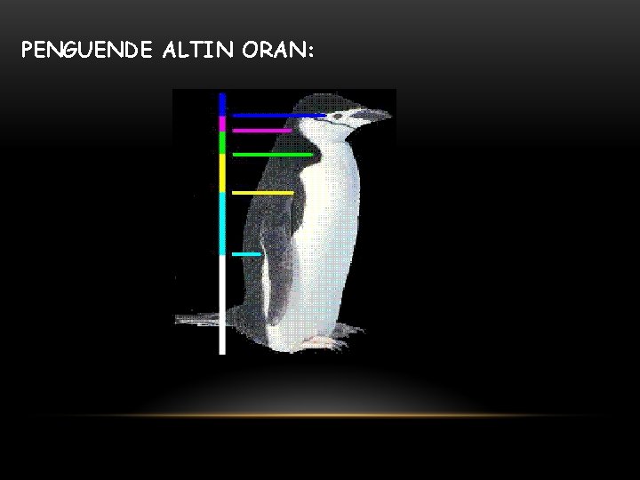 PENGUENDE ALTIN ORAN: 