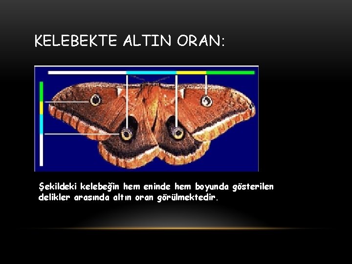 KELEBEKTE ALTIN ORAN: Şekildeki kelebeğin hem eninde hem boyunda gösterilen delikler arasında altın oran