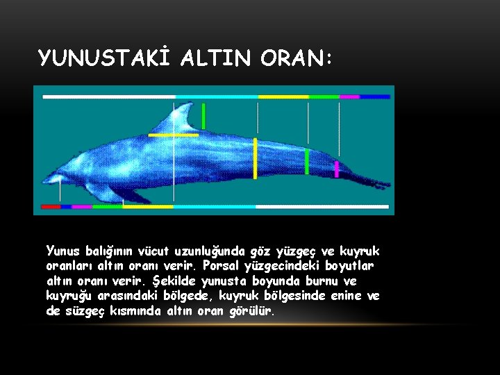 YUNUSTAKİ ALTIN ORAN: Yunus balığının vücut uzunluğunda göz yüzgeç ve kuyruk oranları altın oranı