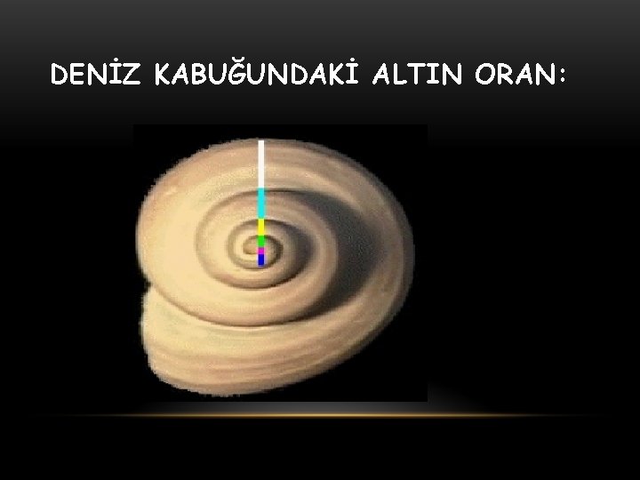 DENİZ KABUĞUNDAKİ ALTIN ORAN: 