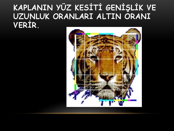 KAPLANIN YÜZ KESİTİ GENİŞLİK VE UZUNLUK ORANLARI ALTIN ORANI VERİR. 