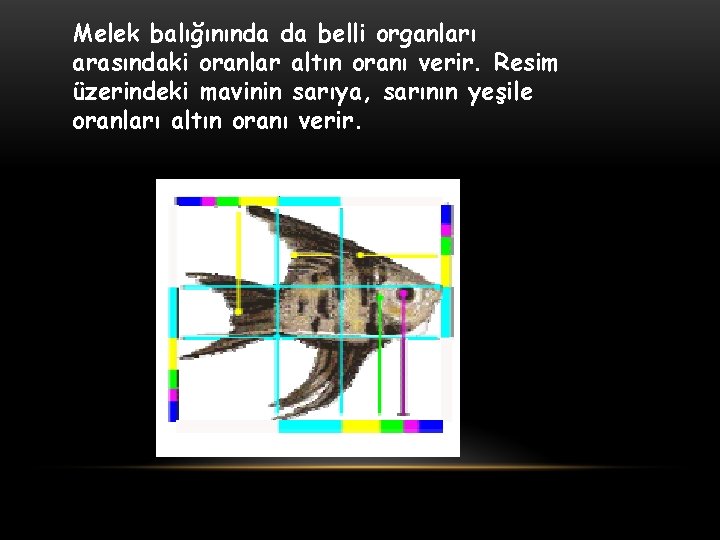 Melek balığınında da belli organları arasındaki oranlar altın oranı verir. Resim üzerindeki mavinin sarıya,