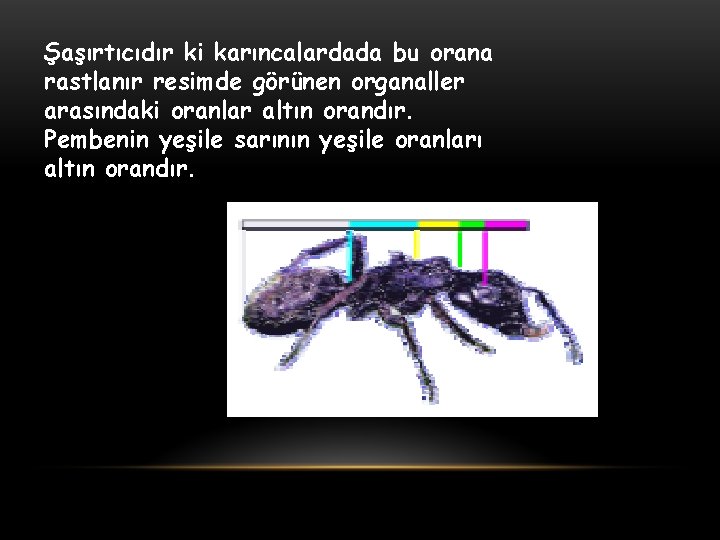 Şaşırtıcıdır ki karıncalardada bu orana rastlanır resimde görünen organaller arasındaki oranlar altın orandır. Pembenin