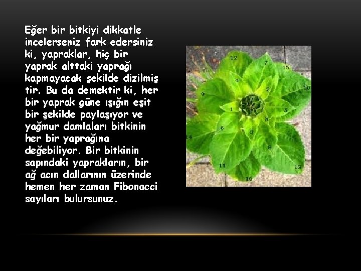 Eğer bitkiyi dikkatle incelerseniz fark edersiniz ki, yapraklar, hiç bir yaprak alttaki yaprağı kapmayacak
