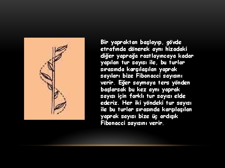 Bir yapraktan başlayıp, gövde etrafında dönerek aynı hizadaki diğer yaprağa rastlayıncaya kadar yapılan tur