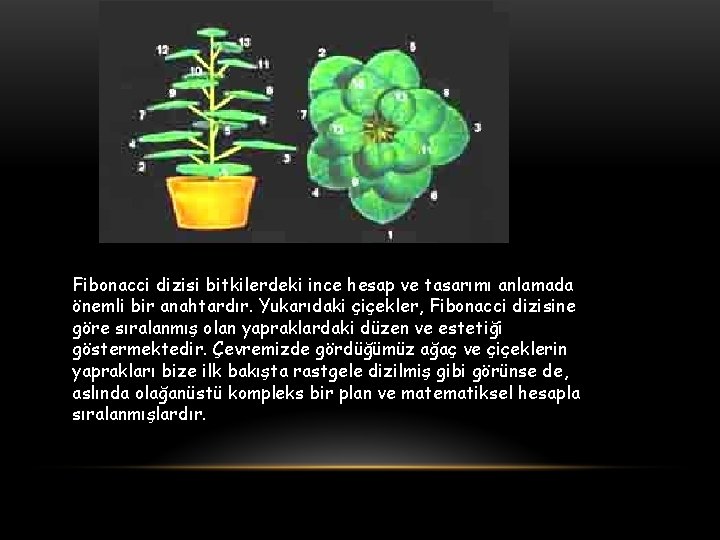 Fibonacci dizisi bitkilerdeki ince hesap ve tasarımı anlamada önemli bir anahtardır. Yukarıdaki çiçekler, Fibonacci