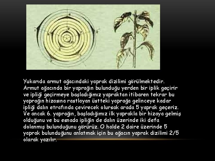 Yukarıda armut ağacındaki yaprak dizilimi görülmektedir. Armut ağacında bir yaprağın bulunduğu yerden bir iplik