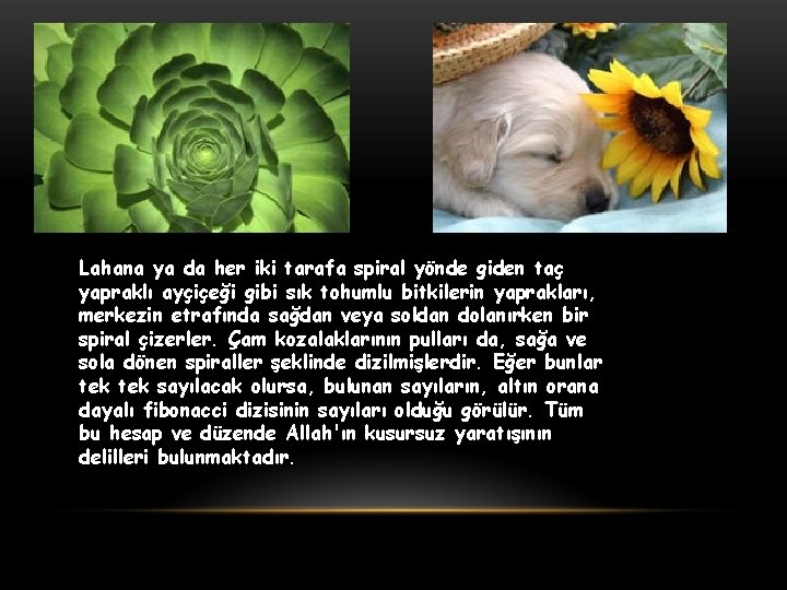 Lahana ya da her iki tarafa spiral yönde giden taç yapraklı ayçiçeği gibi sık