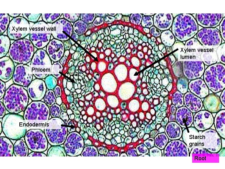 Xylem vessel wall Xylem vessel lumen Phloem Endodermis Starch grains Root 