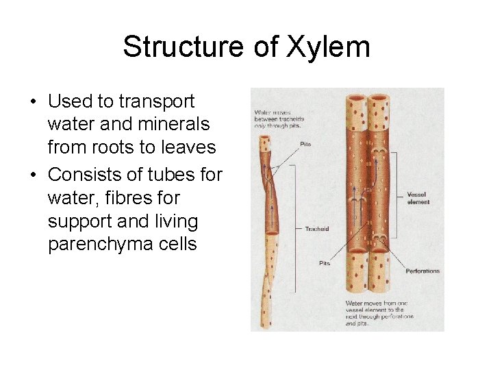 Structure of Xylem • Used to transport water and minerals from roots to leaves