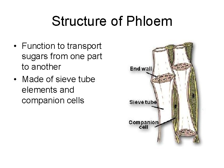 Structure of Phloem • Function to transport sugars from one part to another •