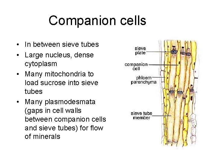 Companion cells • In between sieve tubes • Large nucleus, dense cytoplasm • Many