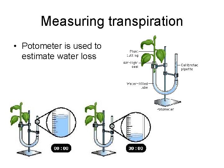 Measuring transpiration • Potometer is used to estimate water loss 