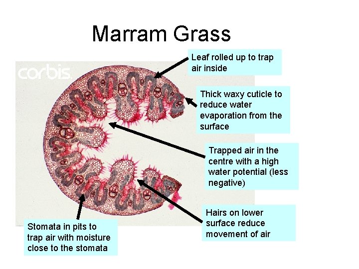 Marram Grass Leaf rolled up to trap air inside Thick waxy cuticle to reduce