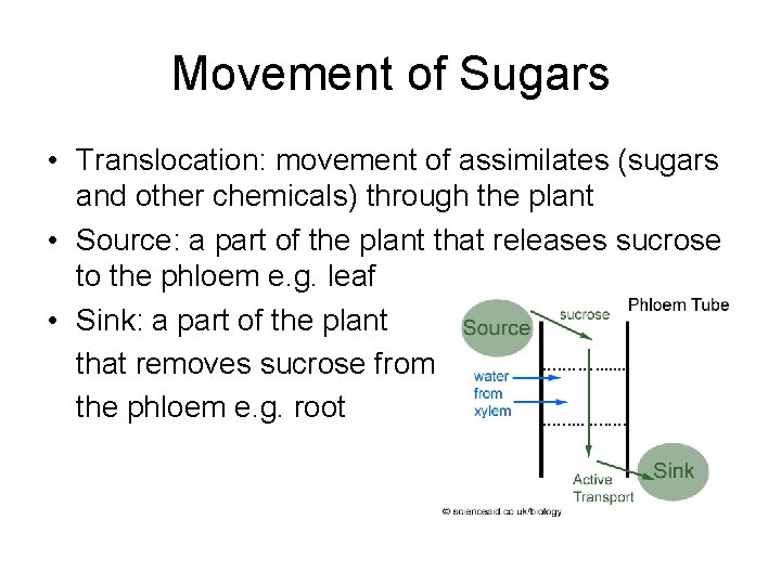 Movement of Sugars • Translocation: movement of assimilates (sugars and other chemicals) through the