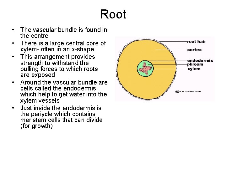 Root • The vascular bundle is found in the centre • There is a