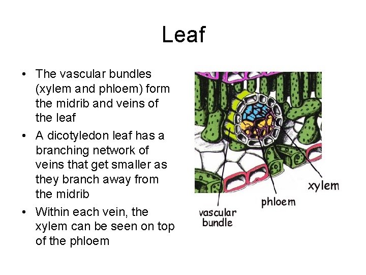 Leaf • The vascular bundles (xylem and phloem) form the midrib and veins of