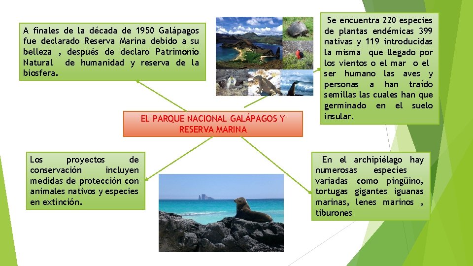 A finales de la década de 1950 Galápagos fue declarado Reserva Marina debido a