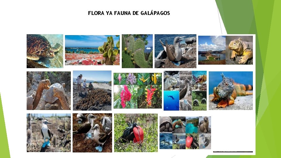 FLORA YA FAUNA DE GALÁPAGOS 
