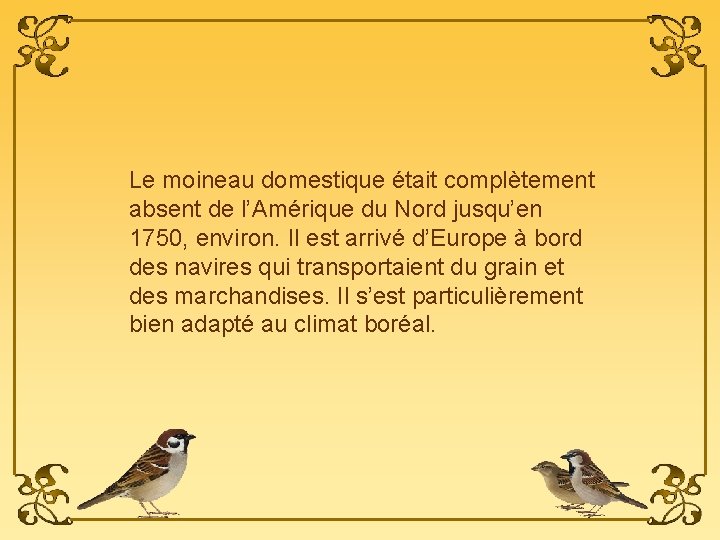 Le moineau domestique était complètement absent de l’Amérique du Nord jusqu’en 1750, environ. Il