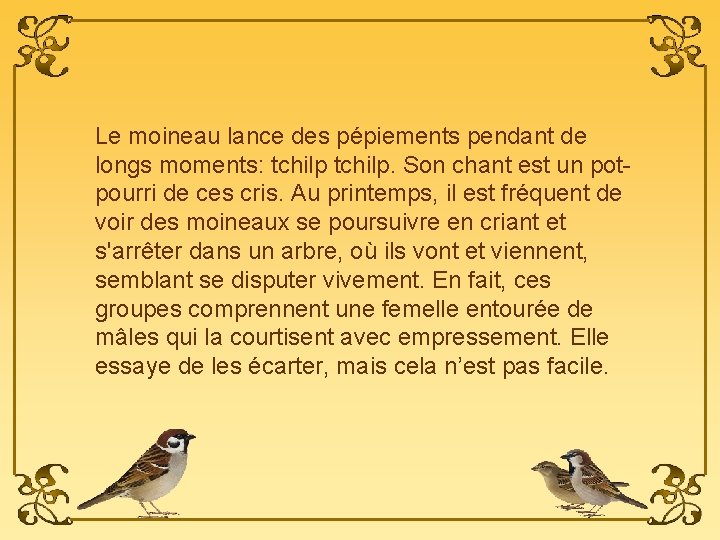 Le moineau lance des pépiements pendant de longs moments: tchilp. Son chant est un