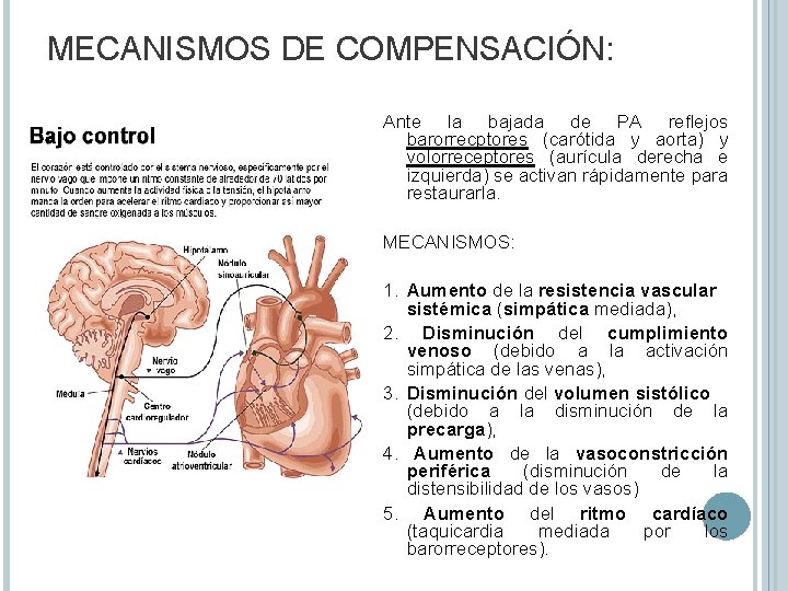 MECANISMOS DE COMPENSACIÓN: Ante la bajada de PA reflejos barorrecptores (carótida y aorta) y