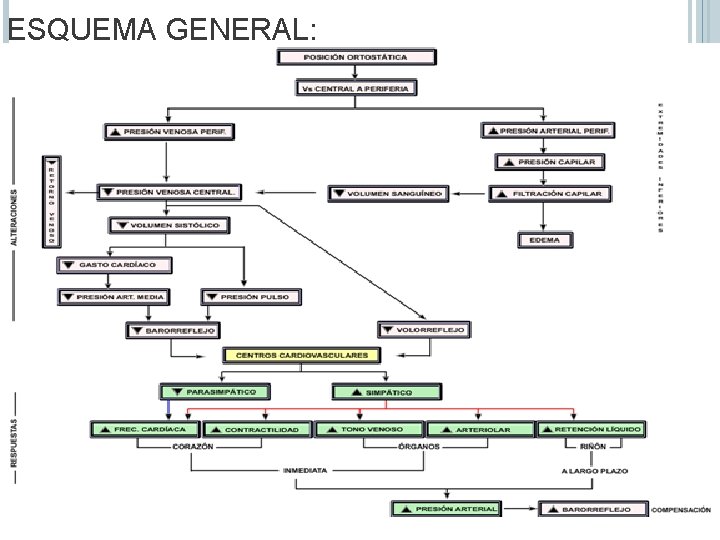 ESQUEMA GENERAL: 