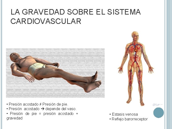 LA GRAVEDAD SOBRE EL SISTEMA CARDIOVASCULAR • Presión acostado ≠ Presión de pie. •