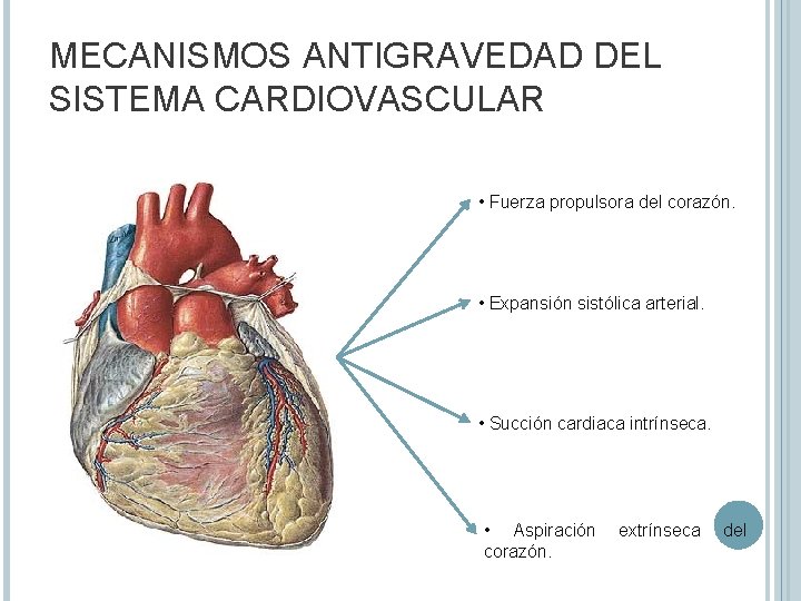 MECANISMOS ANTIGRAVEDAD DEL SISTEMA CARDIOVASCULAR • Fuerza propulsora del corazón. • Expansión sistólica arterial.