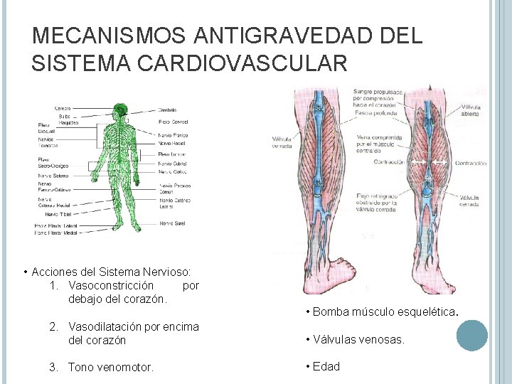 MECANISMOS ANTIGRAVEDAD DEL SISTEMA CARDIOVASCULAR • Acciones del Sistema Nervioso: 1. Vasoconstricción debajo del