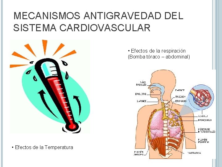 MECANISMOS ANTIGRAVEDAD DEL SISTEMA CARDIOVASCULAR • Efectos de la respiración (Bomba tóraco – abdominal)
