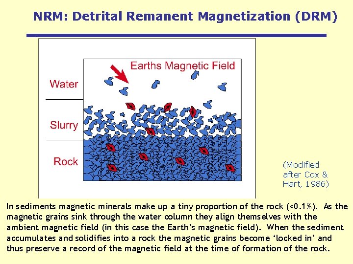 NRM: Detrital Remanent Magnetization (DRM) (Modified after Cox & Hart, 1986) In sediments magnetic