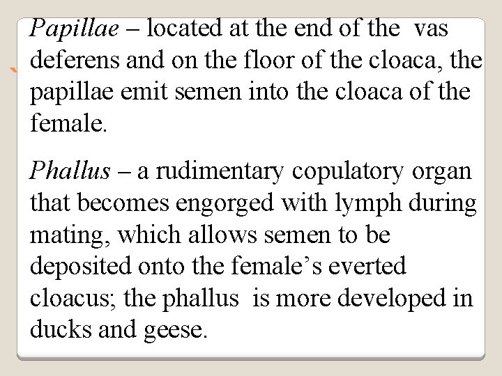 Papillae – located at the end of the vas deferens and on the floor