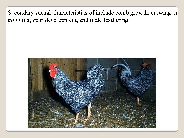 Secondary sexual characteristics of include comb growth, crowing or gobbling, spur development, and male