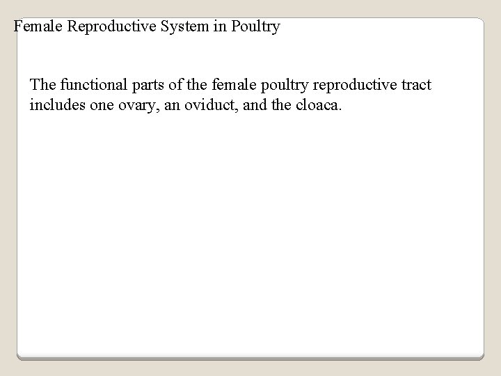 Female Reproductive System in Poultry The functional parts of the female poultry reproductive tract