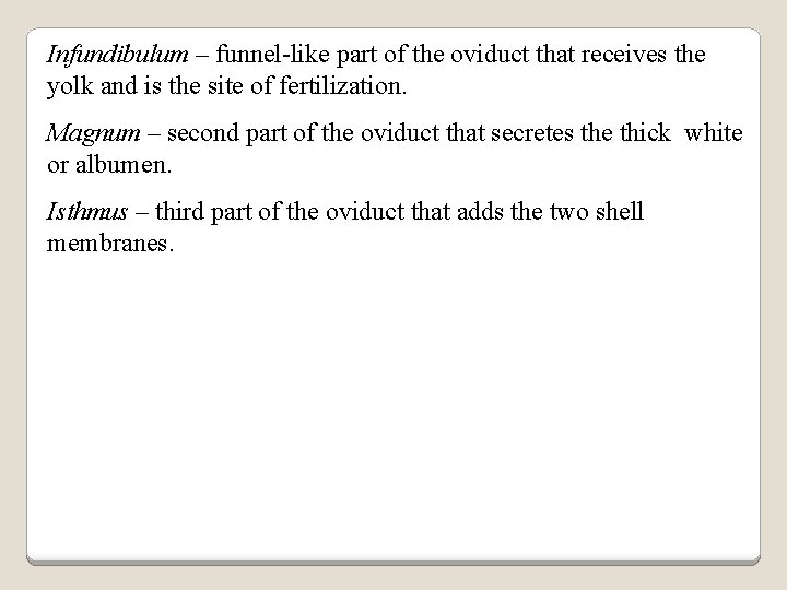 Infundibulum – funnel-like part of the oviduct that receives the yolk and is the