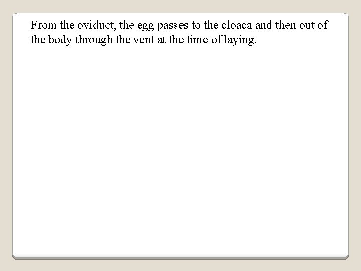 From the oviduct, the egg passes to the cloaca and then out of the