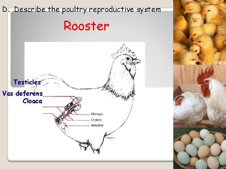 D. Describe the poultry reproductive system Rooster Testicles Vas deferens Cloaca 