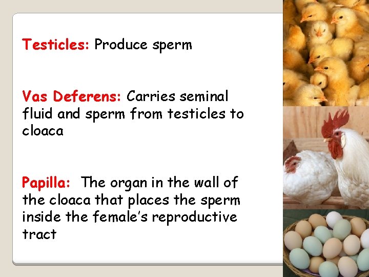 Testicles: Produce sperm Vas Deferens: Carries seminal fluid and sperm from testicles to cloaca