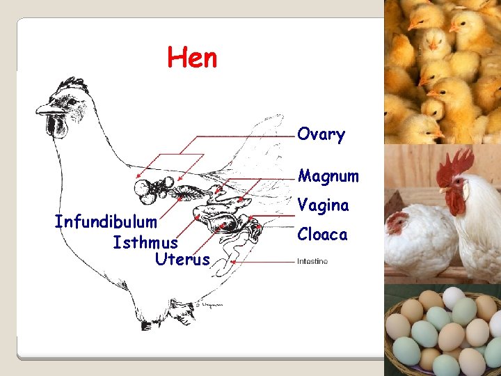 Hen Ovary Magnum Infundibulum Isthmus Uterus Vagina Cloaca 