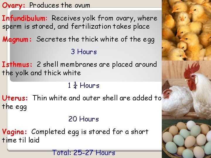 Ovary: Produces the ovum Infundibulum: Receives yolk from ovary, where sperm is stored, and