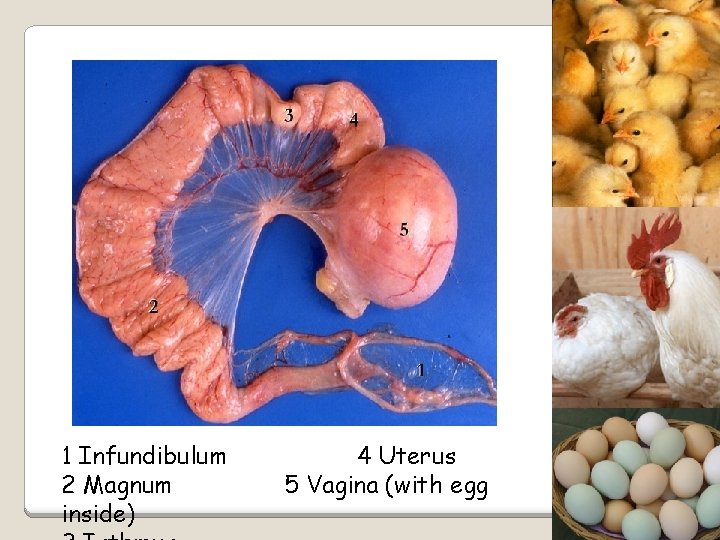 1 Infundibulum 2 Magnum inside) 4 Uterus 5 Vagina (with egg 