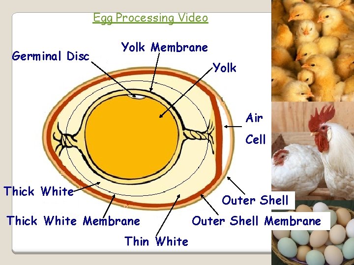 Egg Processing Video Germinal Disc Yolk Membrane Yolk Air Cell Thick White Outer Shell