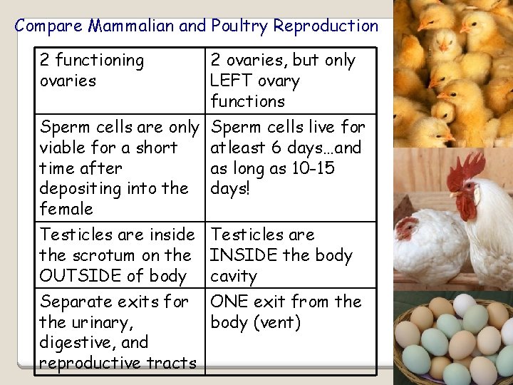 Compare Mammalian and Poultry Reproduction 2 functioning ovaries 2 ovaries, but only LEFT ovary