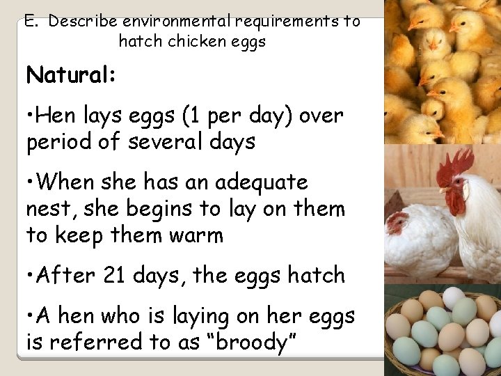 E. Describe environmental requirements to hatch chicken eggs Natural: • Hen lays eggs (1