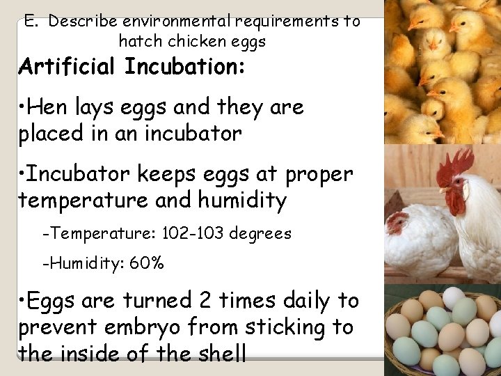 E. Describe environmental requirements to hatch chicken eggs Artificial Incubation: • Hen lays eggs