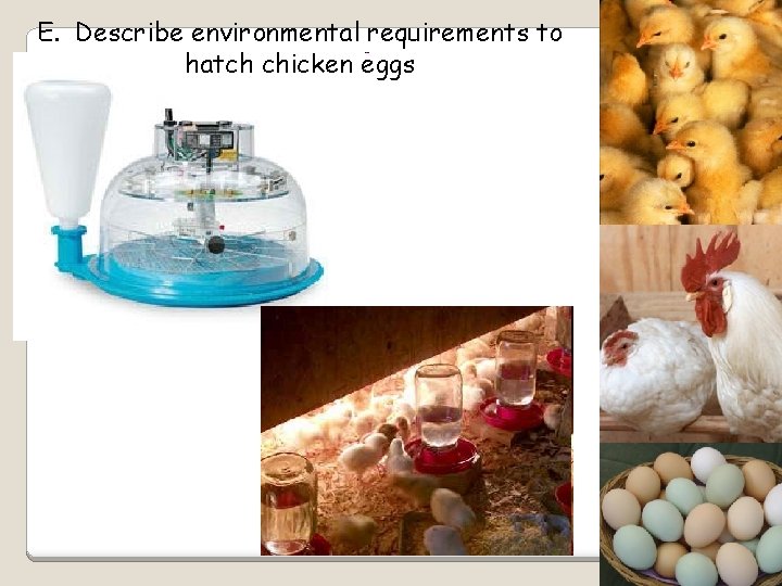 E. Describe environmental requirements to hatch chicken eggs 