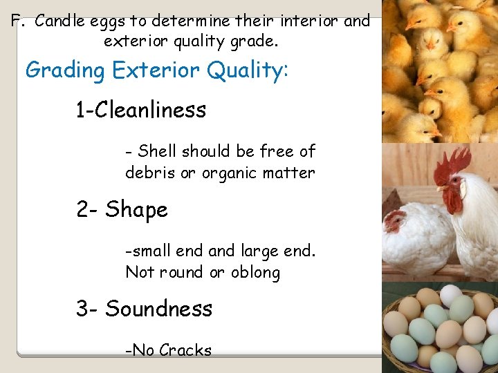 F. Candle eggs to determine their interior and exterior quality grade. Grading Exterior Quality: