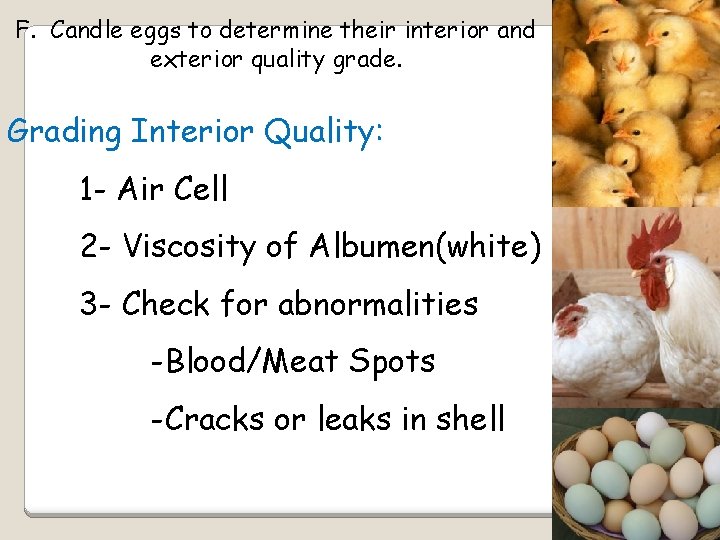 F. Candle eggs to determine their interior and exterior quality grade. Grading Interior Quality: