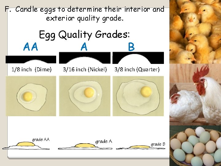 F. Candle eggs to determine their interior and exterior quality grade. Egg Quality Grades: